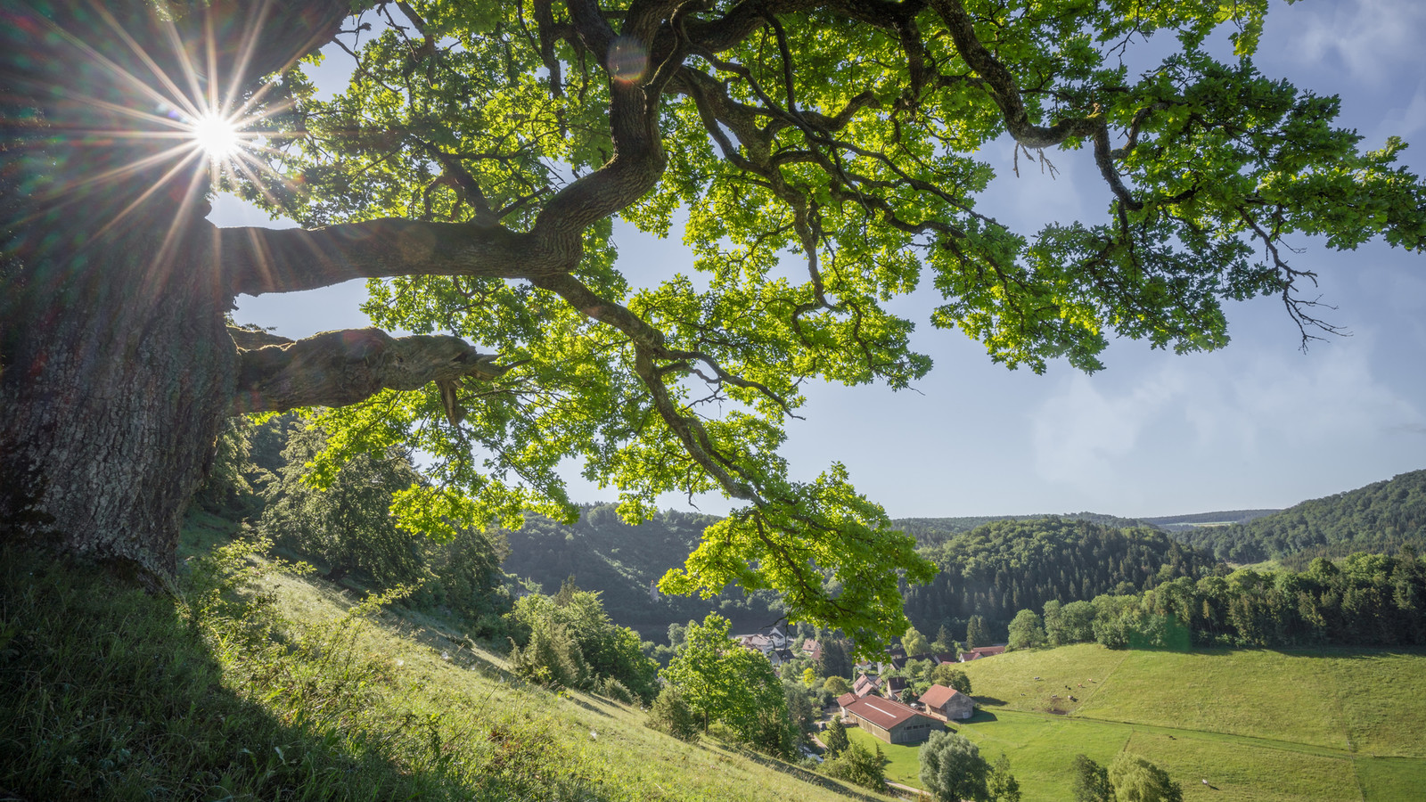 Dorfleben im Großen Lautertal in Münsingen im Biosphärengebiet Schwäbische Alb. Durch einen großen Baum wirft die Sonne Strahlen. Der Baum steht an einem Hang. Unten fließt ein Fluss und dort befinden sich einige Häuser.