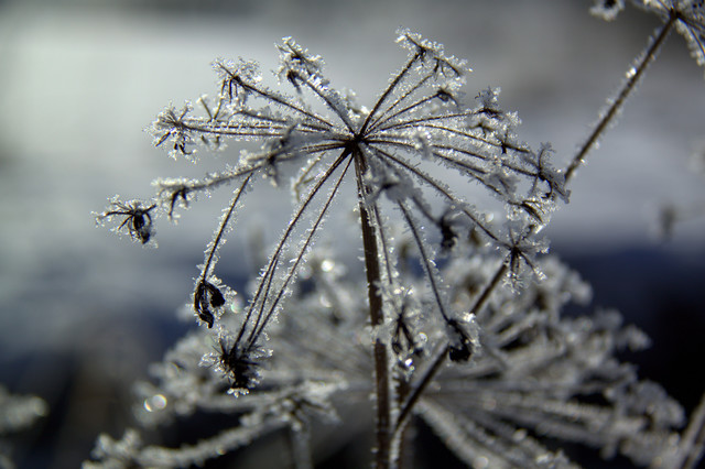 Eine vereiste Pflanze in Münsingen im Biosphärengebiet Schwäbische Alb. Eine Pflanze, die mit Eiskristallen bedeckt ist.