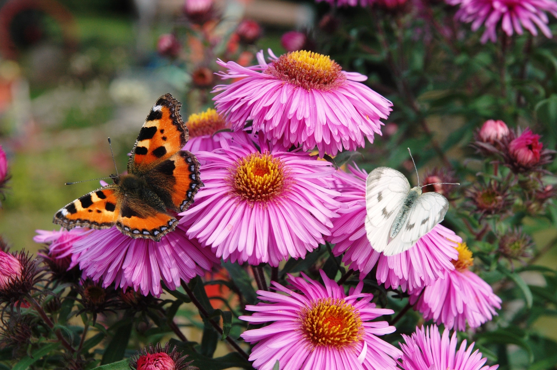 Blumen im Herbst in Münsingen im Biosphärengebiet Schwäbische Alb. Auf pinken Chrysanthemen sitzen zwei Schmetterlinge.