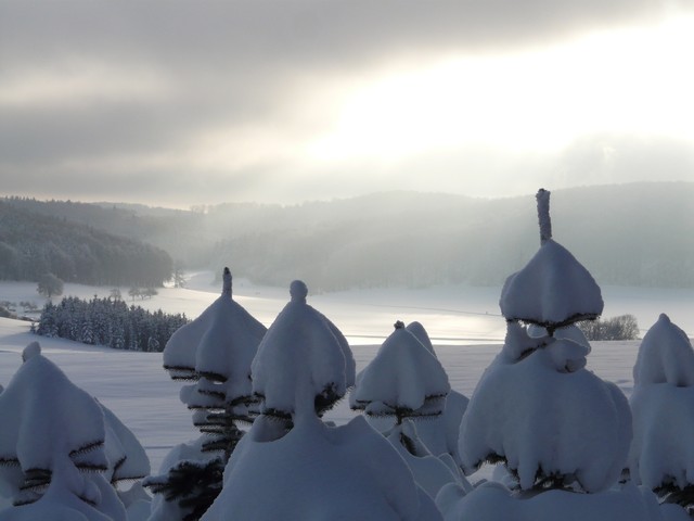 Winter in Münsingen im Biosphärengebiet Schwäbische Alb. Im Vordergrund ragen mehrere schneebedeckte Tannenspitzen nach oben. Im Hintergrund ist eine schneebedeckte Landschaft. Am Horizont ist Wald. Durch die Wolken bricht das Licht und tauchen die Landschaft in ein stimmungsvolles Licht.