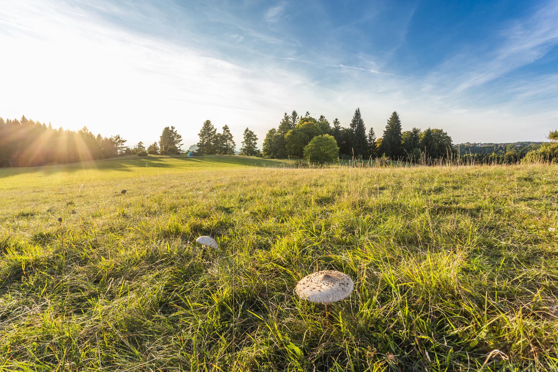 Pilze auf einer Wiese in Münsingen im Biosphärengebiet Schwäbische Alb. Auf einer Wiese stehen zwei große weiße Pilze. Im Hintergrund ist eine weite Fläche und dann Wald. Die Sonne taucht die Landschaft in ein stimmungsvolles Licht.