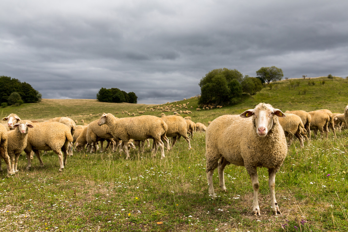Eine Schafherde auf dem ehemaligen Truppenübungsplatz in Münsingen im Biosphärengebiet Schwäbische Alb. Eine Schafherde beim grasen auf einer Blumenwiese, die Schafe schauen interresiert auf die Kamera. Am Himmel ziehen dunkle Wolken auf.