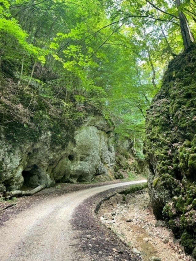 Führungen mit den Alb-Guides in Münsingen im Biosphärengebiet Schwäbische Alb. Durch eine wild bewachsene Schlucht mit hohen Felsen führt ein Schotterweg.