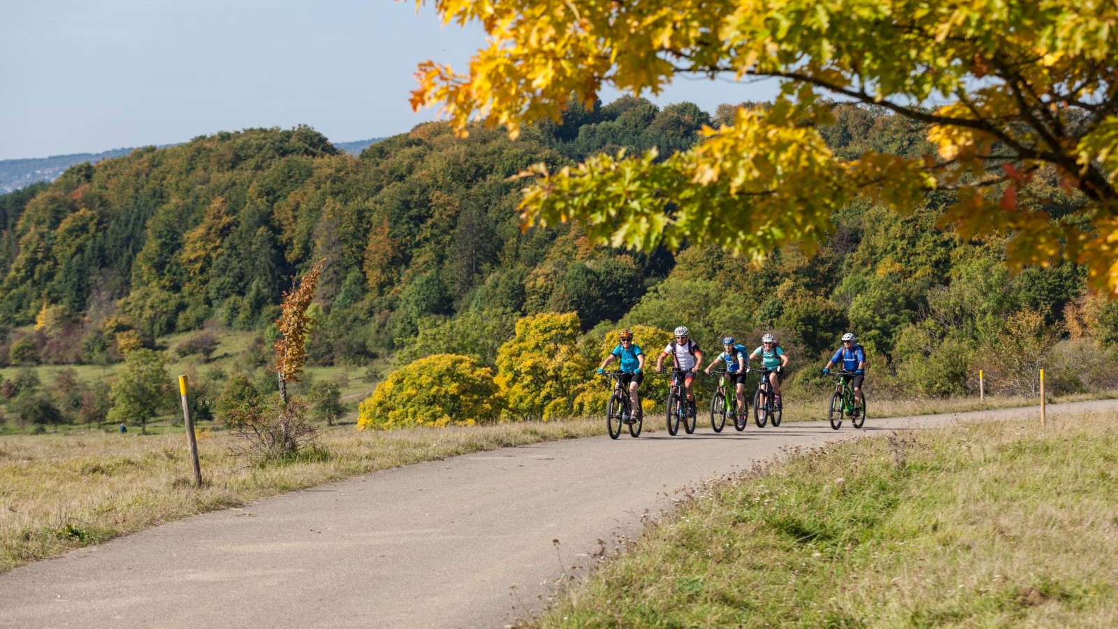 Radtour im Herbst über den ehemaligen Truppenübungsplatz Münsingen im Biosphärengebiet Schwäbische Alb. Fünf Radfahrer*innen fahren auf einer Teerstraße leicht bergauf. Sie sind sportlich kurz gekleidet. Vom rechten Bildrand ragt ein Baum in herbstlichen Farben ins Bild, im Hintergrund ist Wald.