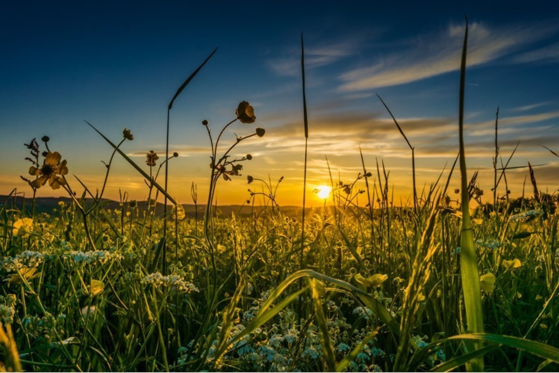 Sommerwiese in Münsingen im Biosphärengebiet Schwäbische Alb. Eine hohe Blumenwiese in der Abensonne. Die höchsten Gräser reichen bis zum oberen Bildrand, die Sonne geht im Hintergrund unter.