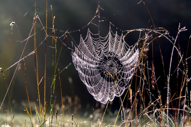 Schlechtwettertipps von Münsingen im Biosphärengebiet Schwäbische Alb. Ein Spinnennetz hängt zwischen hohen Gräsern. An den jeweilgen Fäden hängen Wassertropfen.