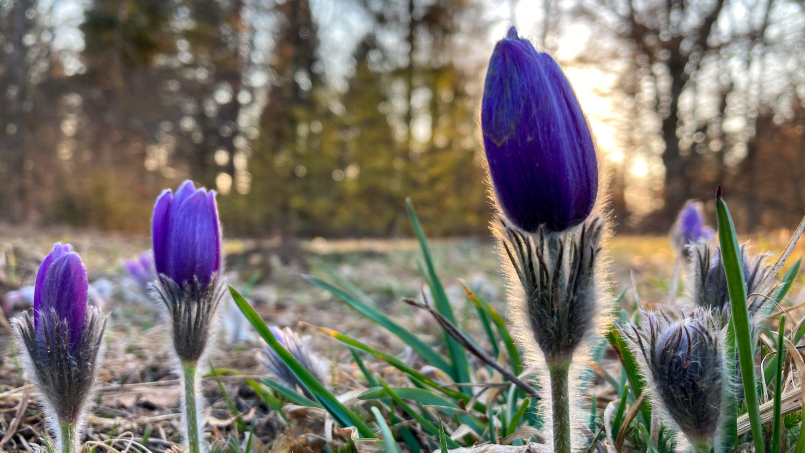 Küchenschellen im Frühling im Naturreservat Beutenlay in Münsingen im Biosphärengebiet Schwäbische Alb. Mehrere lila Küchenschellen auf einer Wiese. Sie sind geschlossen und ihre weißen Härchen werden von der Sonne im Hintergrund angestrahlt.