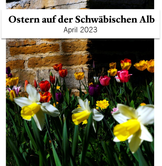 Newsletter April 2023 von Münsingen im Biosphärengebiet Schwäbische Alb. Ein Garten aus bunt blühenden Tulpen und Osterglocken. Darüber ein Schriftzug mit Ostern auf der Schwäbischen Alb - April 2023.
